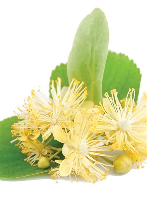 菩提葉功效|茶名 58: 菩提（Linden、Lime Flower，學名Tilia europaea）